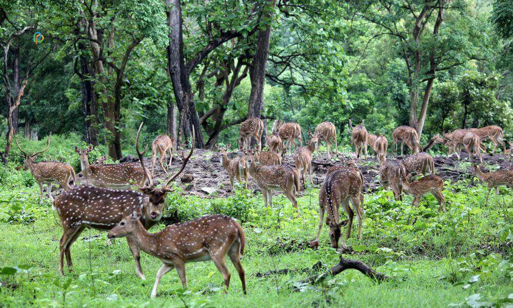 Deer Park Ludhiana