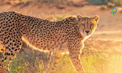 Kuno Palpur National Park Allows Cheetah Safaris From February!