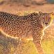 Kuno Palpur National Park Allows Cheetah Safaris From February!