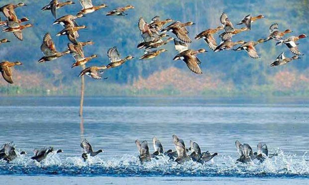 Okhla Bird Sanctuary