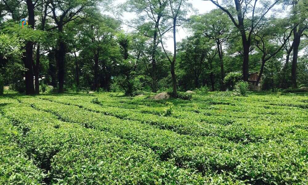 Palampur Tea Garden