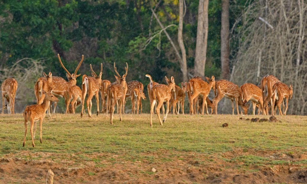 Pranahita Wildlife Sanctuary