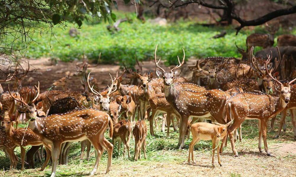 Sagareshwar Deer Sanctuary