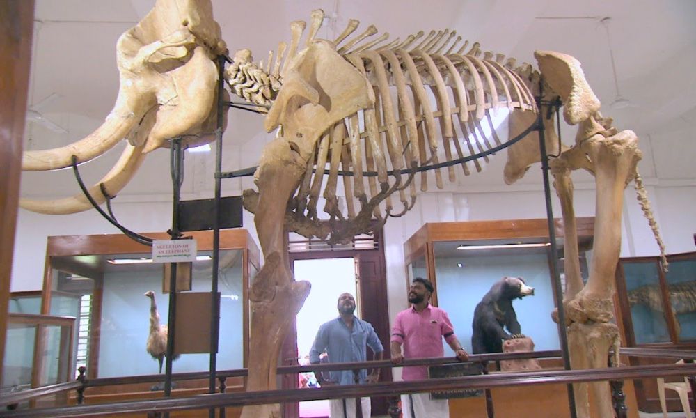Thrissur Zoo And State Museum 