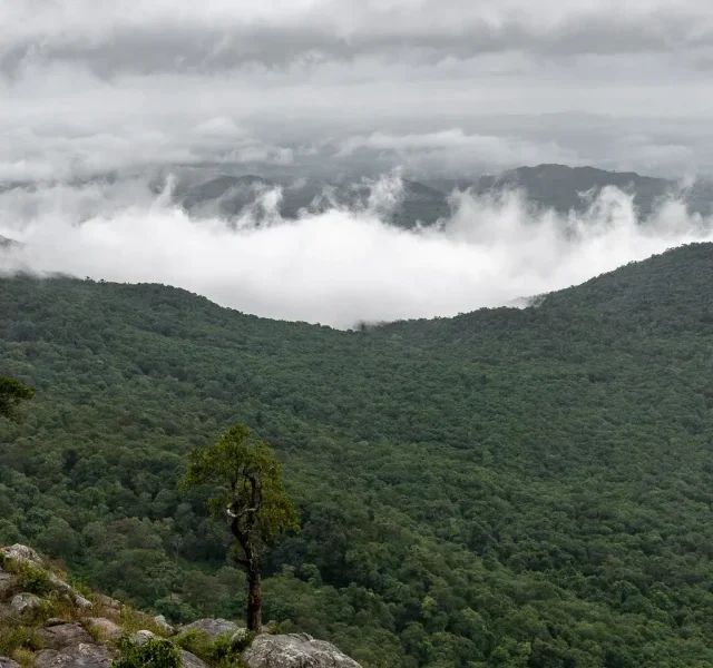 Explore The Natural Beauty Of BR Hills In Karnataka!