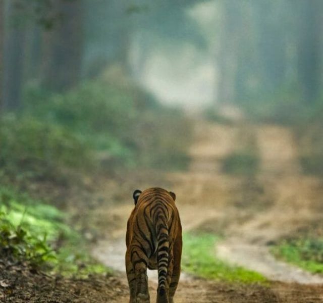 Dudhwa National Park - UP