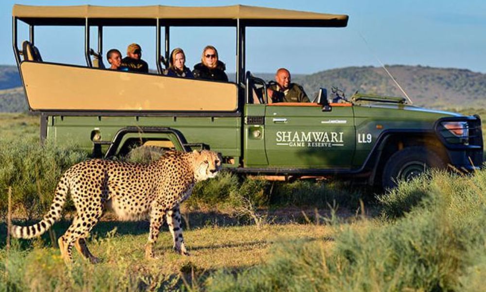 Cheetah Safari in Kuno National Park 