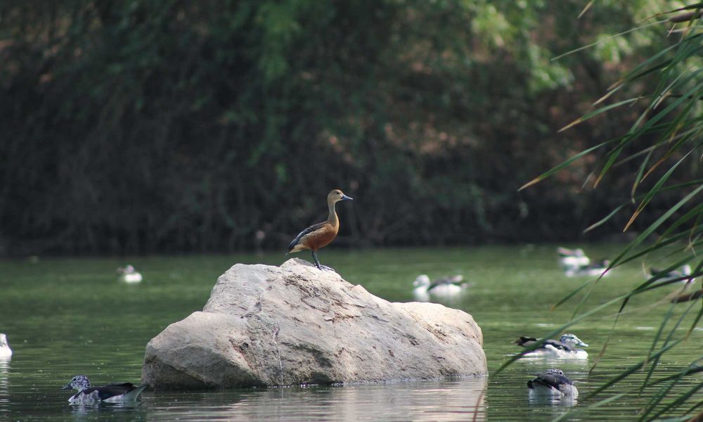 Jambughoda Wildlife Sanctuary 