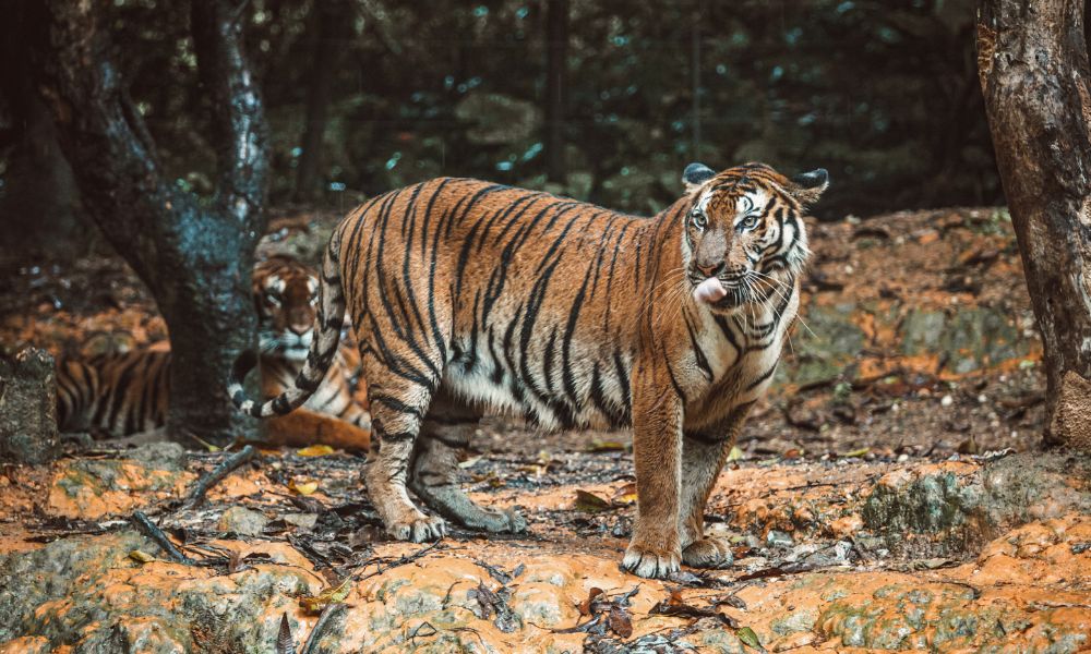 Kaimur Wildlife Sanctuary