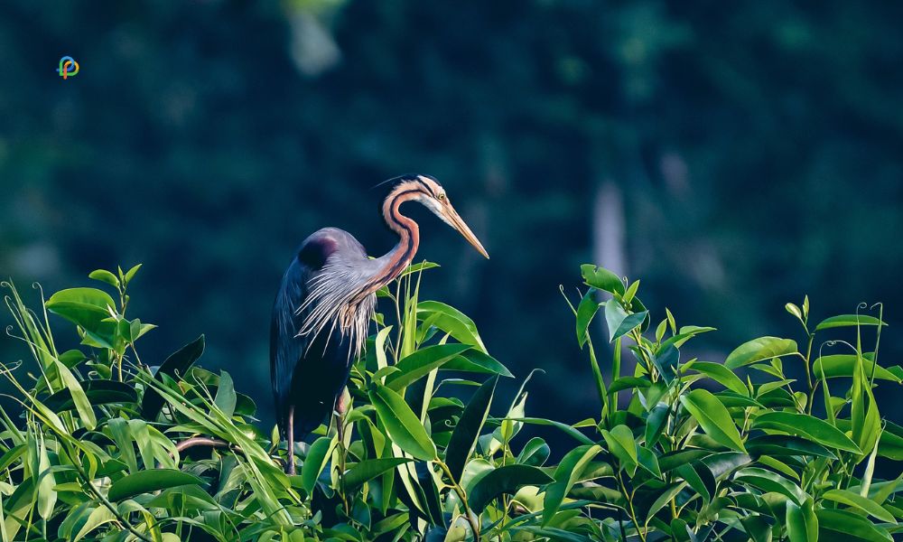 Kumarakom Bird sanctuary