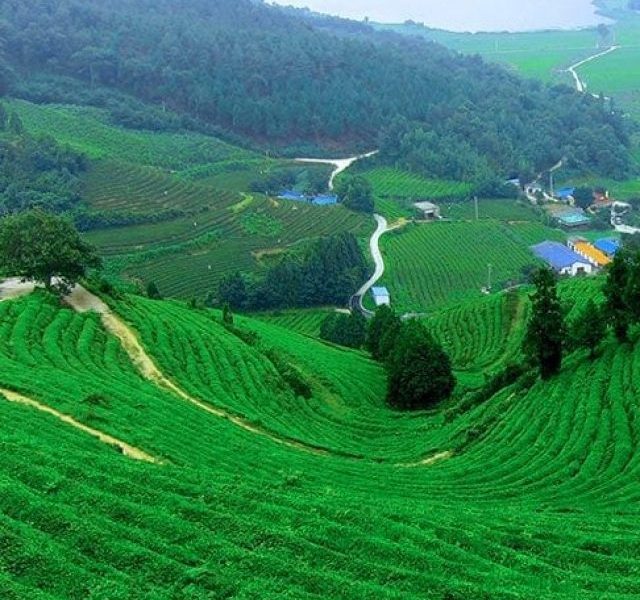 Discover Peermade: The Picturesque Hill Station In Kerala!