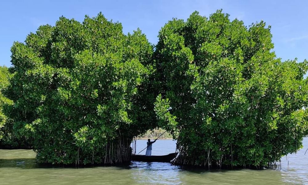 Canoe Tour to the Mangrove Arch