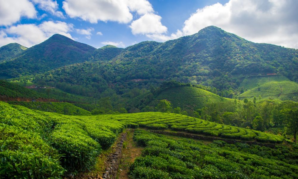 Chinnakanal Tea Fields