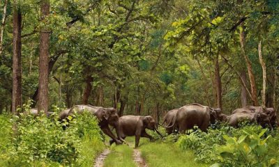 Discover The National Parks In Kerala!