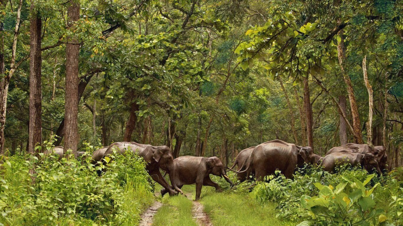 Discover The National Parks In Kerala!