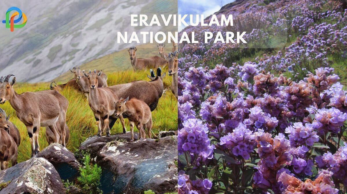 Eravikulam National Park A Diligent Travel Guide For Hikers!