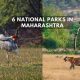 Explore Top Maharashtra's 6 Stunning National Parks!