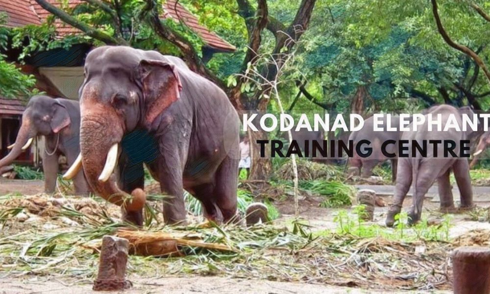 Kodanad Elephant Training Centre A Detailed Travel Guide!