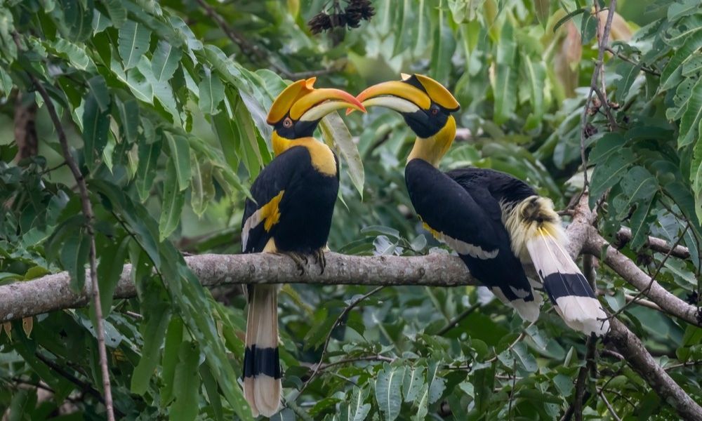 Pakshipathalam Bird Sanctuary 
