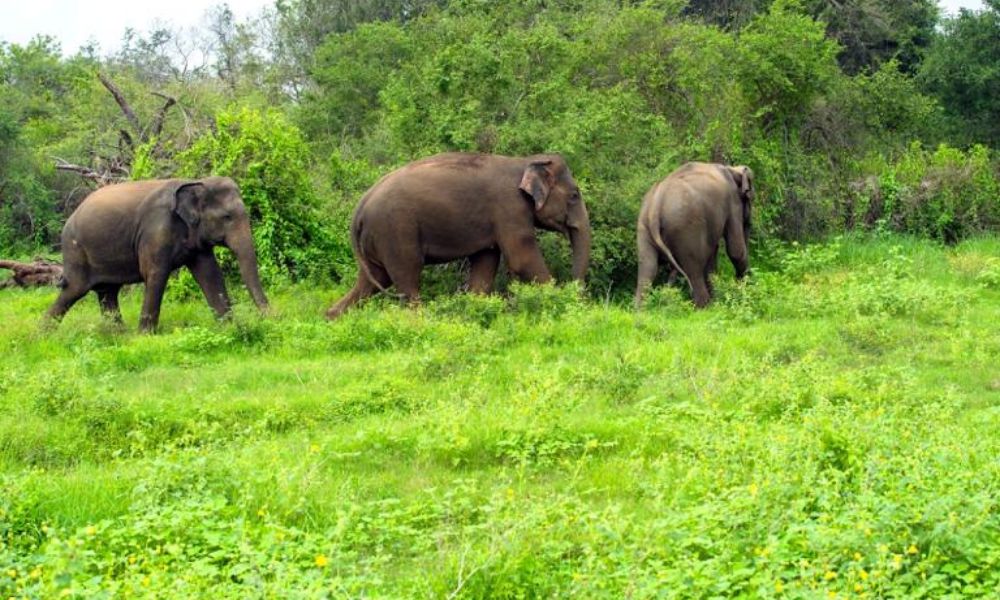 Parappa Wildlife Sanctuary 