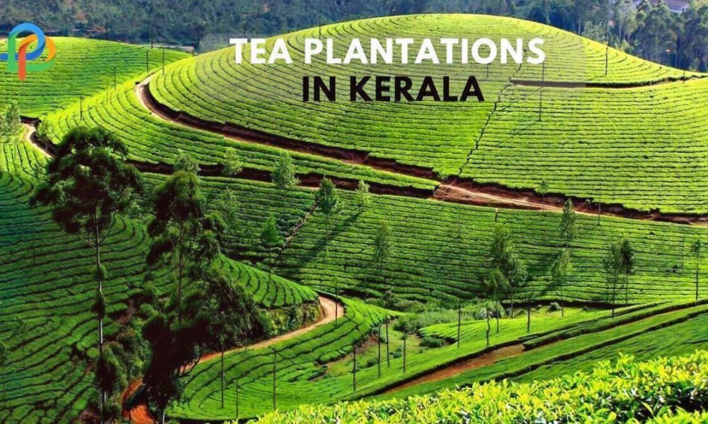 Tea Plantations In Kerala