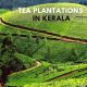 Tea Plantations In Kerala