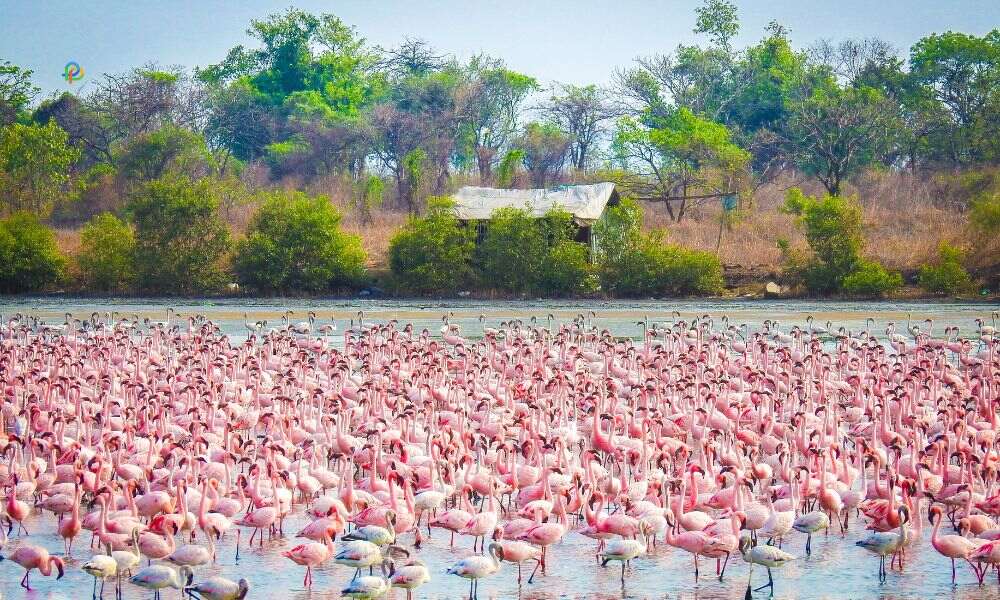 Thane Creek Flamingo Sanctuary
