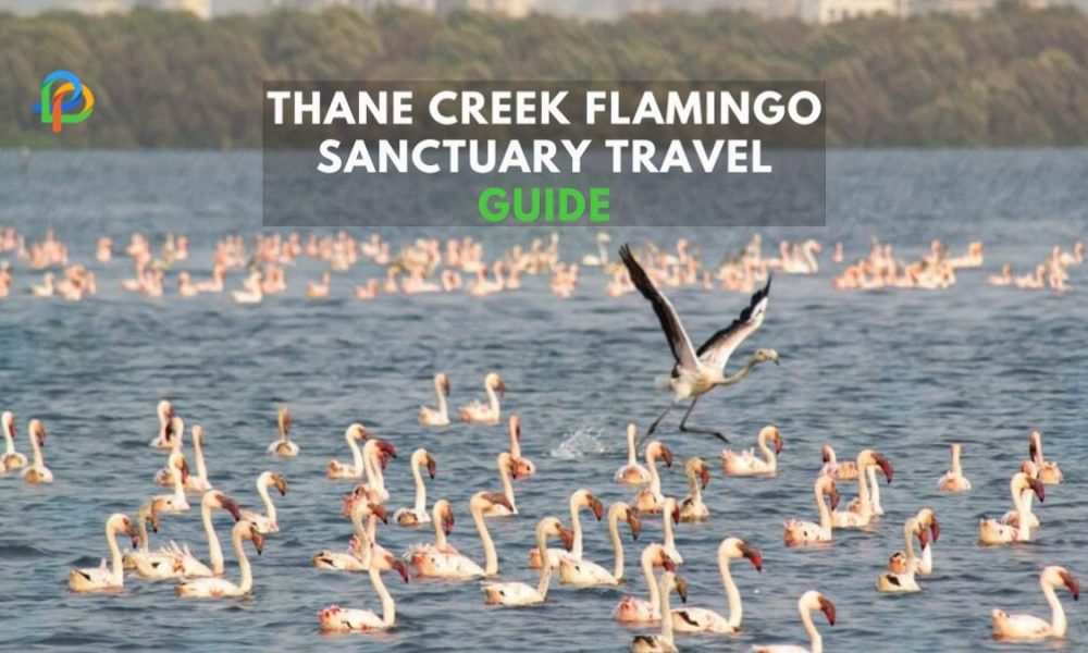 Thane Creek Flamingo Sanctuary A Ultimate Travel Guide!