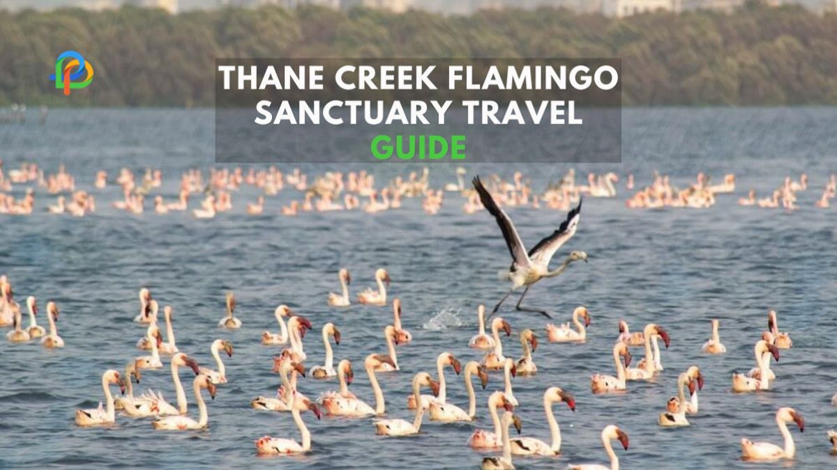 Thane Creek Flamingo Sanctuary A Ultimate Travel Guide!