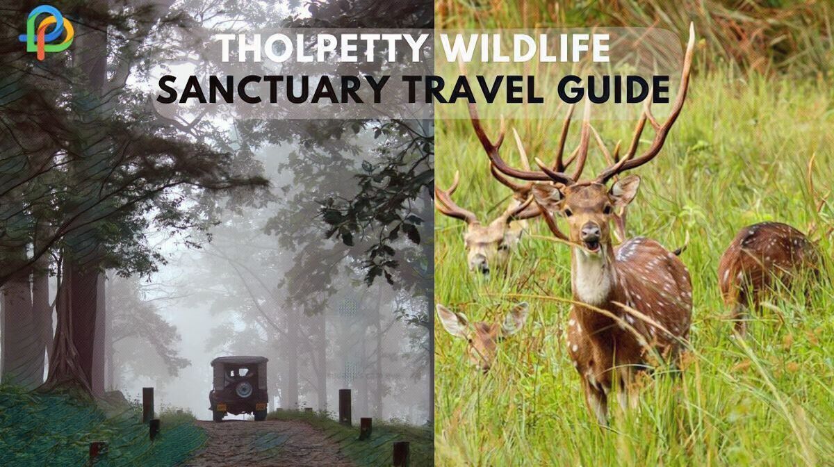 Tholpetty Wildlife Sanctuary An Unique Travel Guide For You!