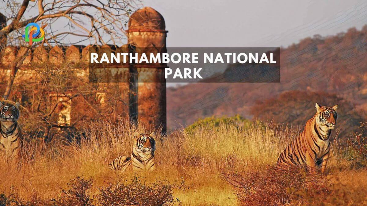 Wildlife And History Top Things to Do in Ranthambore!