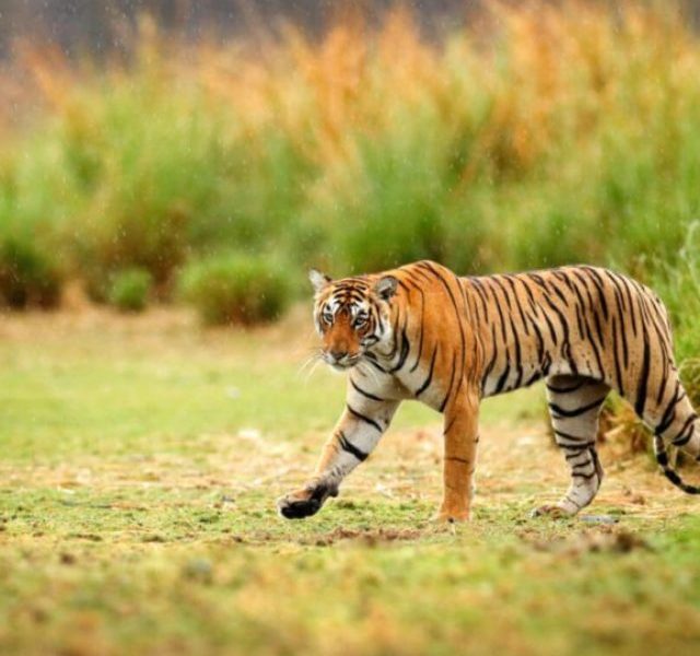 National Parks in Maharashtra