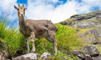 nilgiri-tahr-1