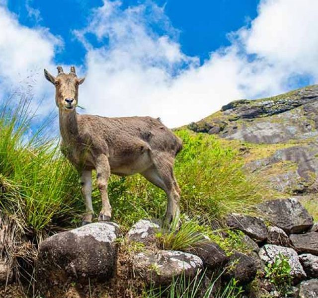 nilgiri-tahr-1