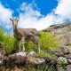 nilgiri-tahr-1