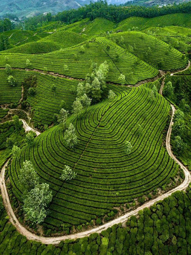 Must Visit Tea Plantations In Kerala!