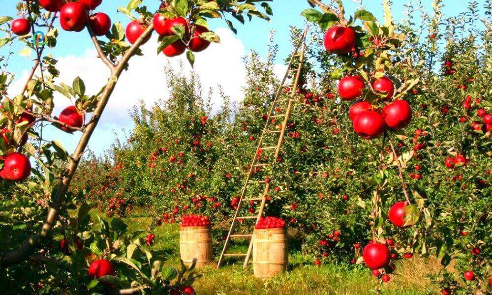 Apple Orchards