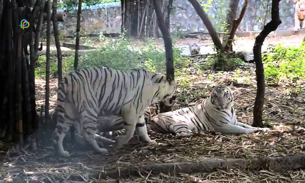 Arignar Anna Zoological Park, Vandalur