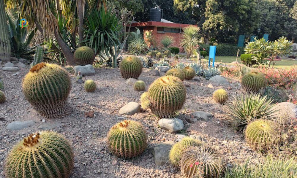 Cactus Garden 