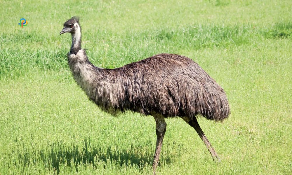 Emu Farms
