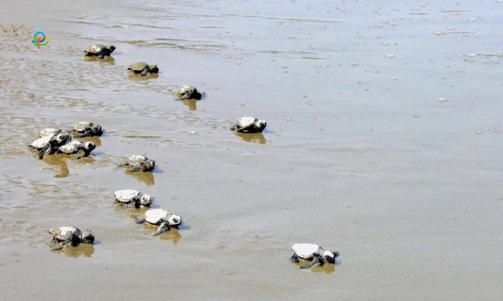 Experience Turtle Hatching At Kalipur Beach