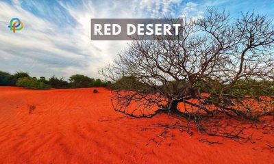 Explore The Red Desert Of Tamil Nadu: A Guide To Theri Kaadu!