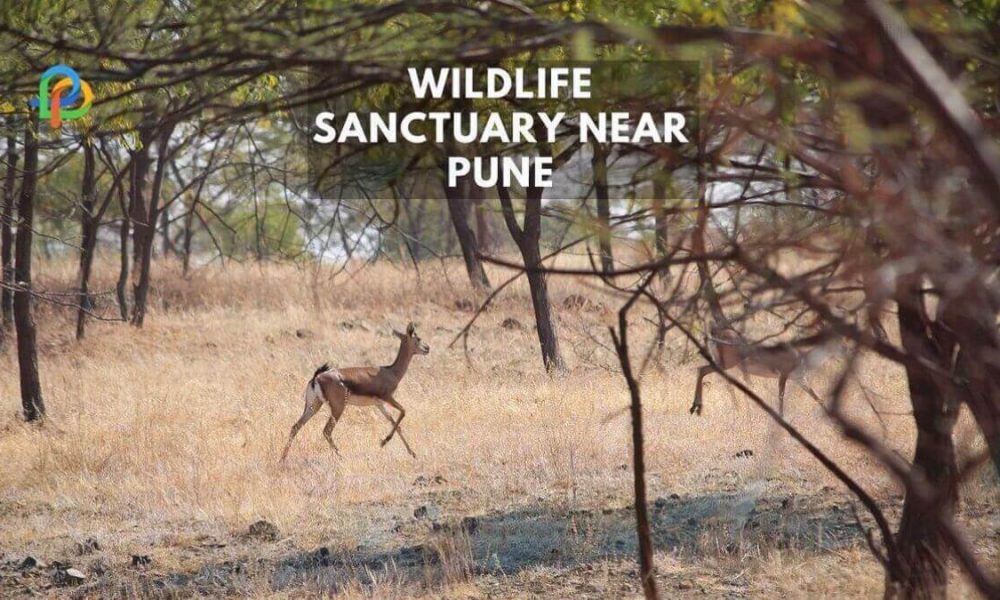 Explore Top Wildlife Sanctuary Near Pune-2023!