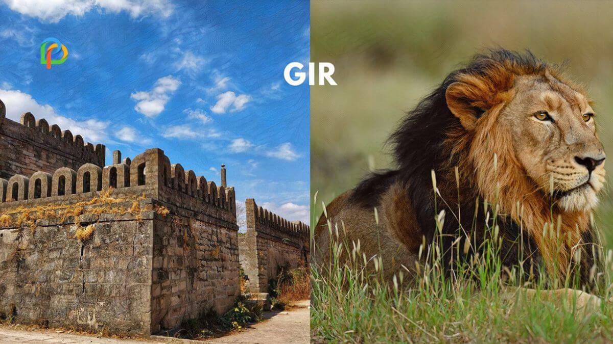 Gir: Visit The Rich Wildlife And Culture Of Gujarat!