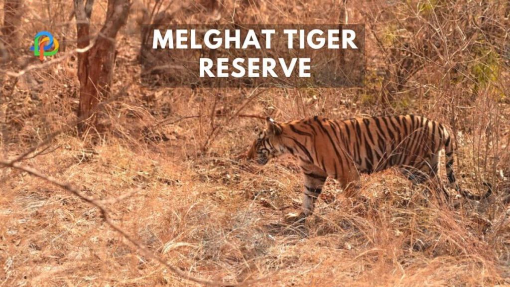 Melghat Tiger Reserve: Must-Visit Place For Wildlife Lovers!