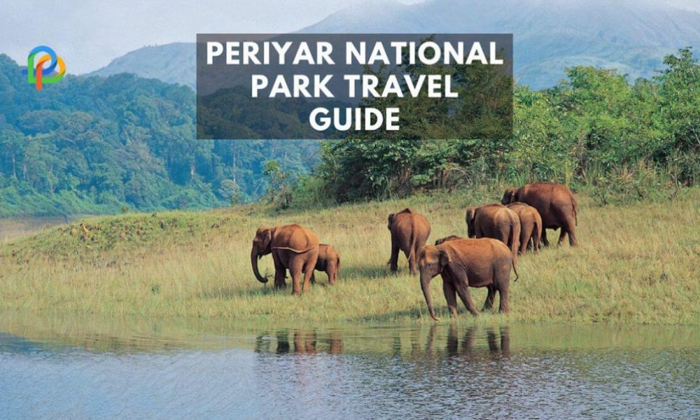 Periyar National Park: A Travel Guide For Wildlife Lovers!