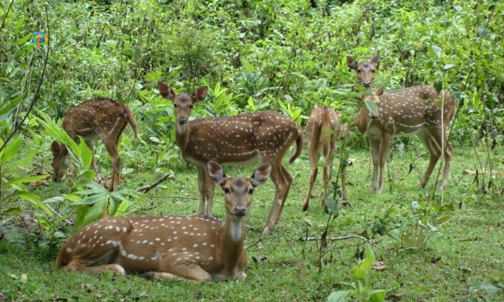 Sagareshwar Wildlife Sanctuary
