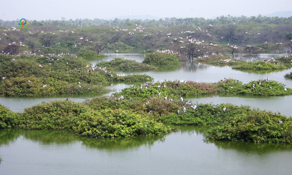 Vedanthangal Bird Sanctuary