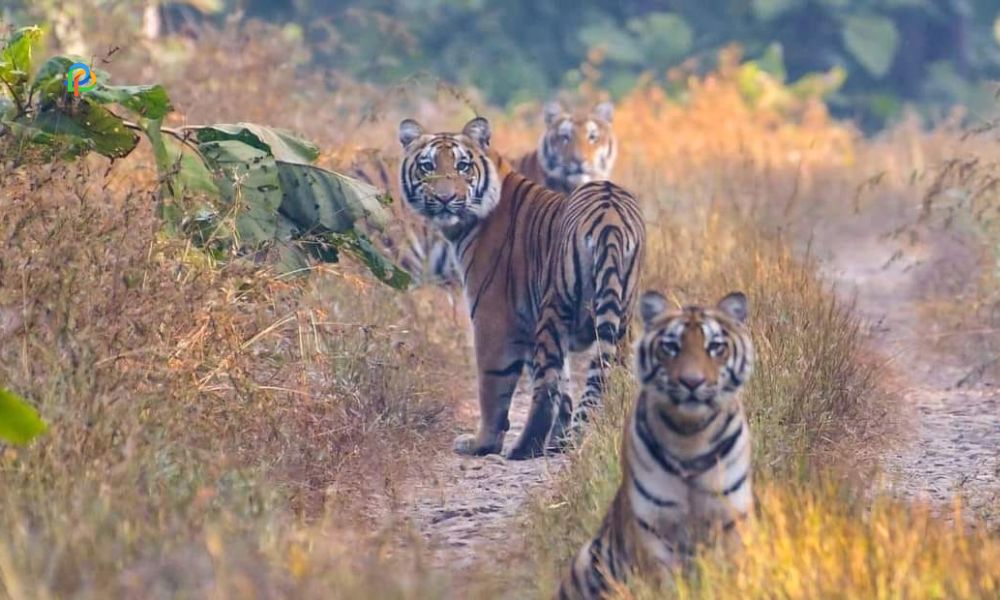 Wildlife At Melghat Tiger Reserve 