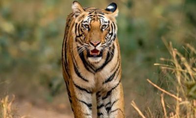 Tiger reserves in India